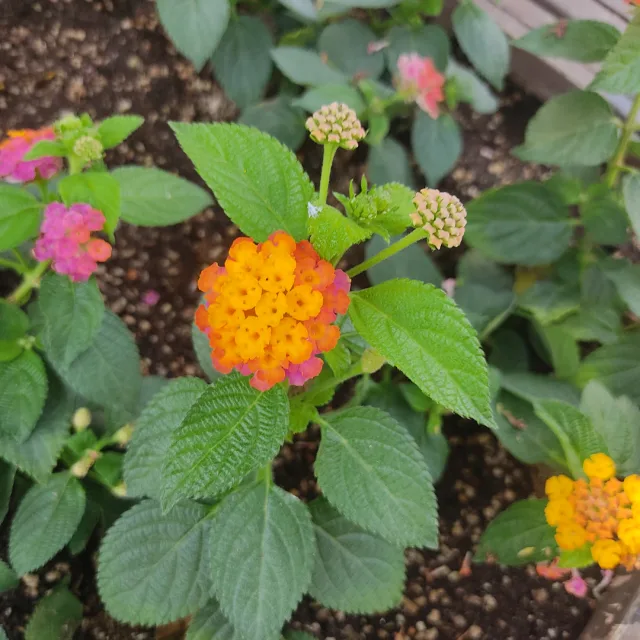 곰순이