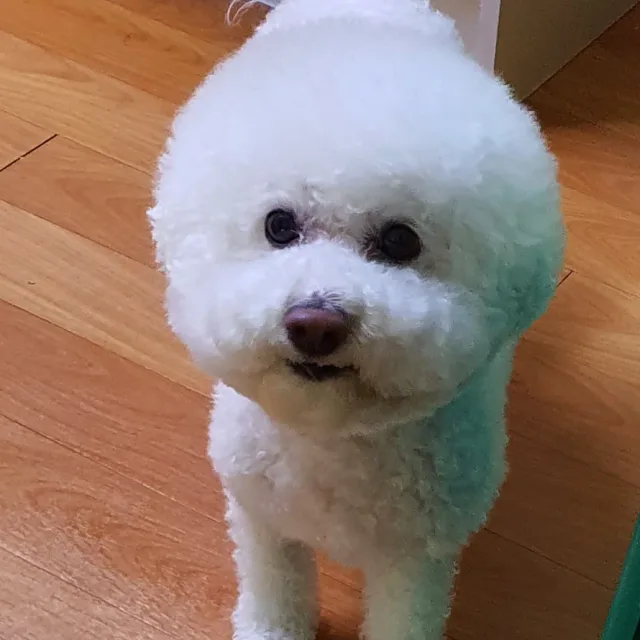 세인트