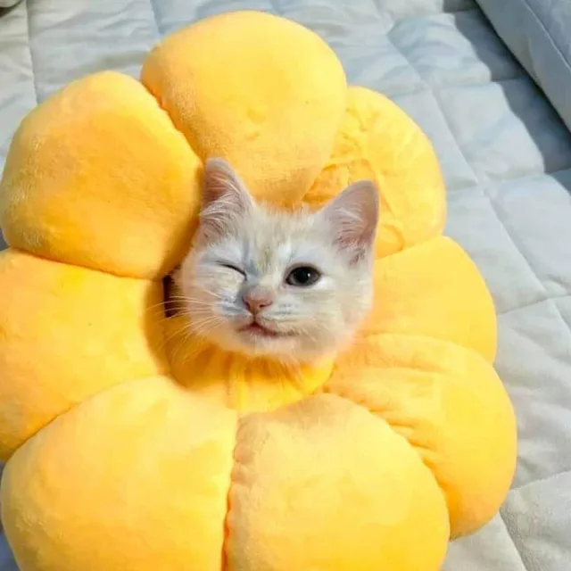 얌얌