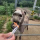 또링