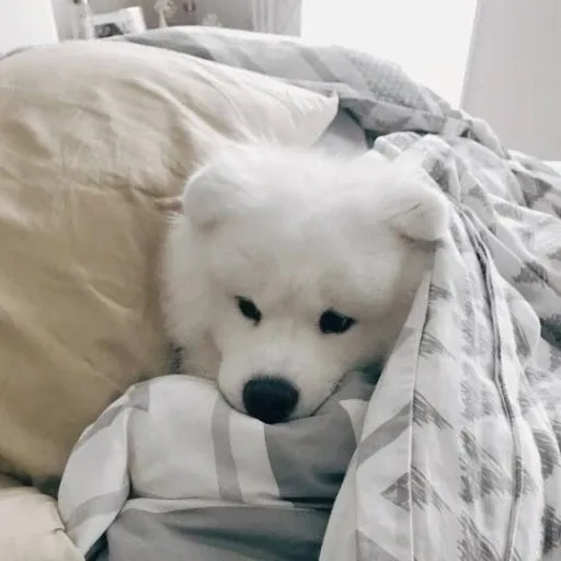예드
