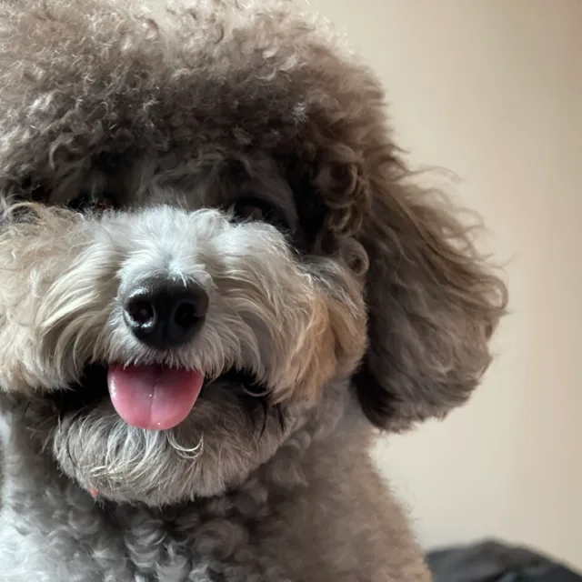 조랭이
