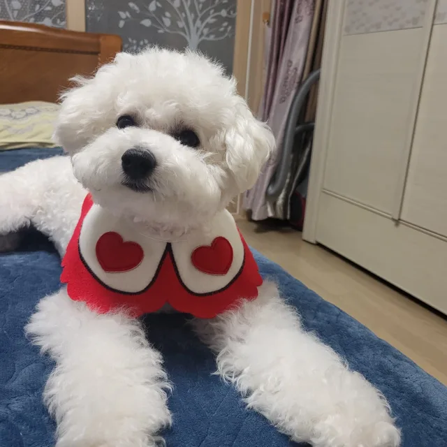 김몽실이