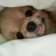 뿌루빵