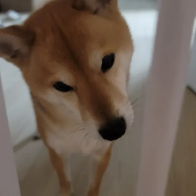 하루