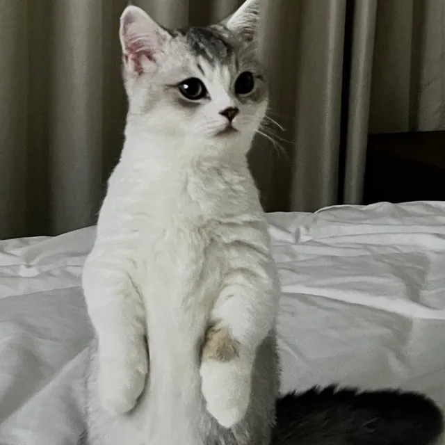 호빵식빵