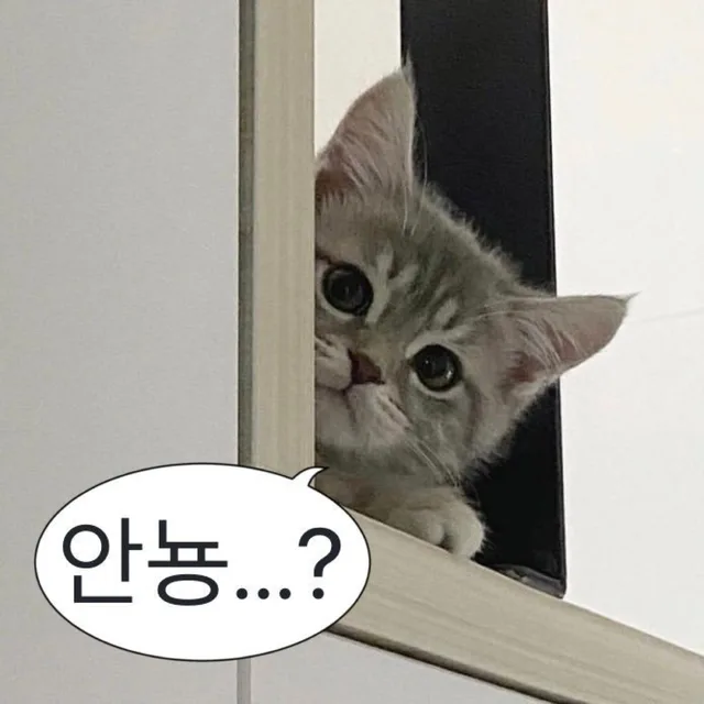 안뇽냥이