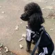 쁘니쁘니