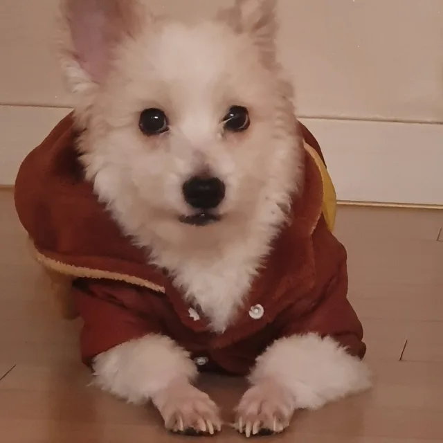 개깡