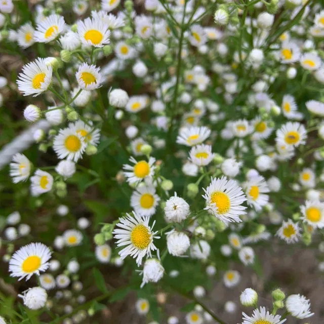 보람