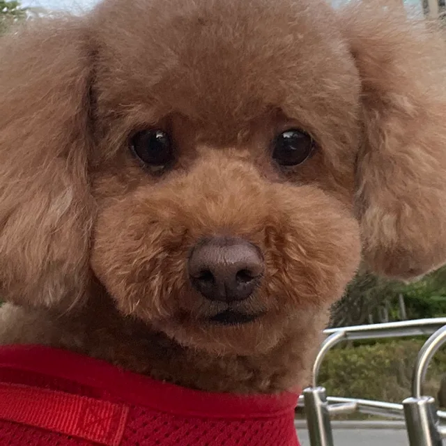 네니