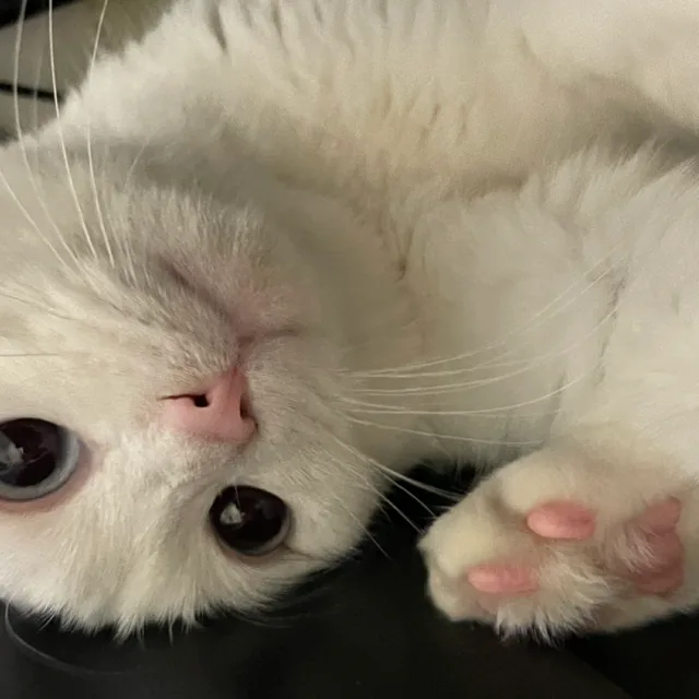 육쾌