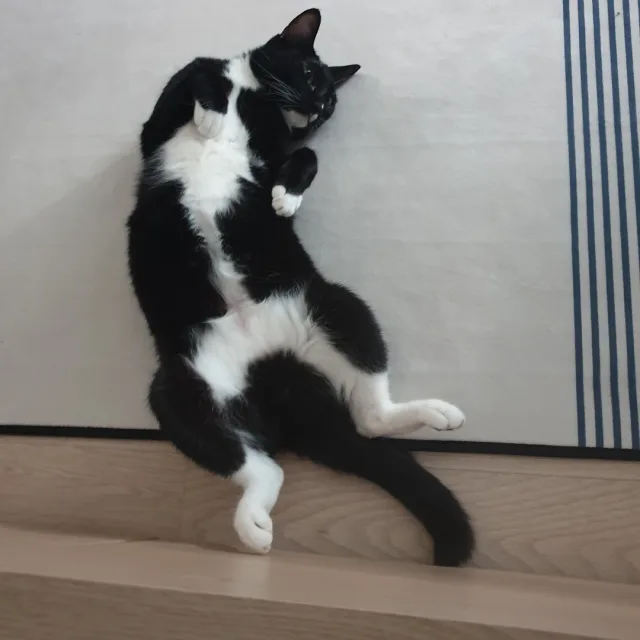 봄별
