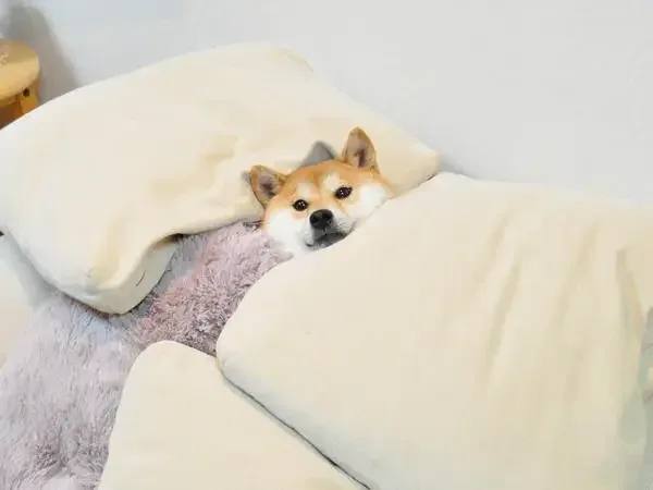 뿌리