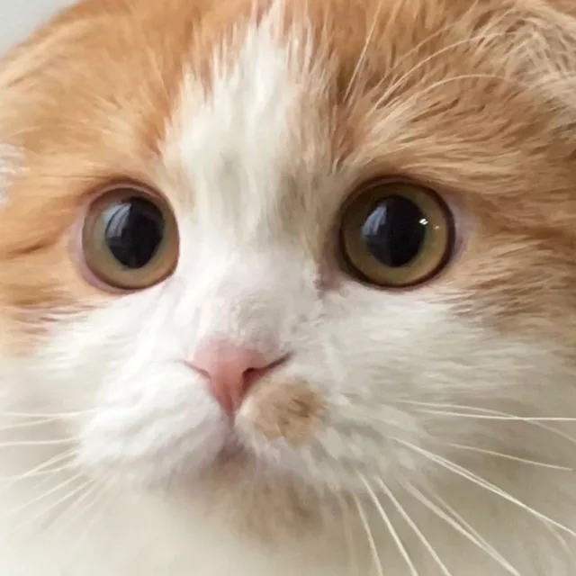 올몽땅