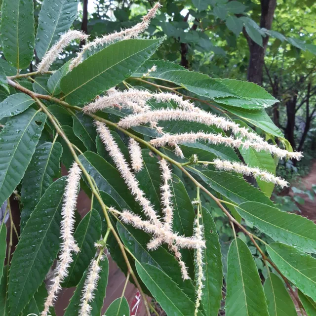 깔금히