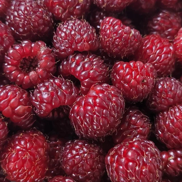 별님