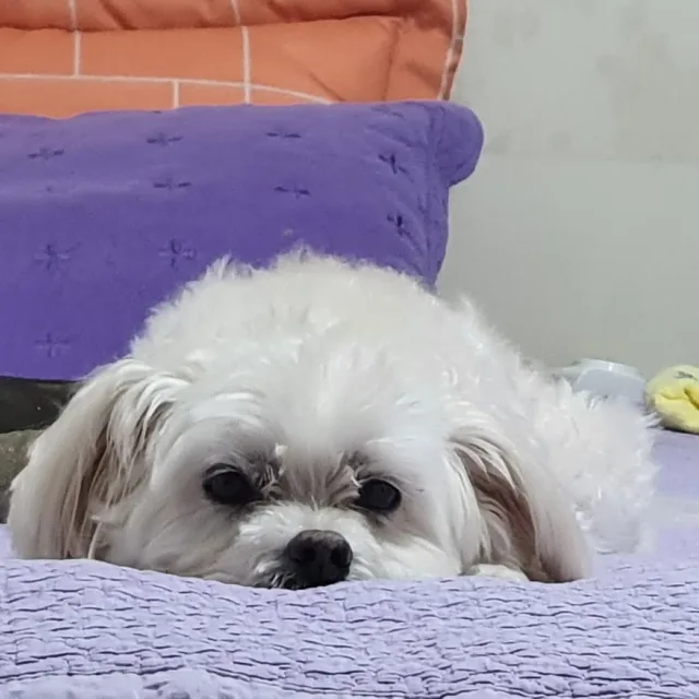 시루맘