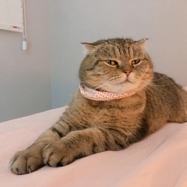 진시미