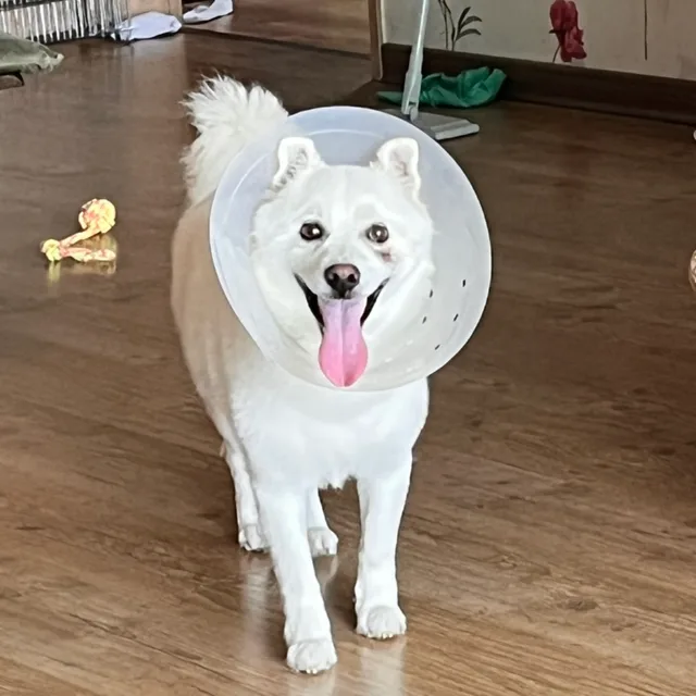 뭉뭉잉