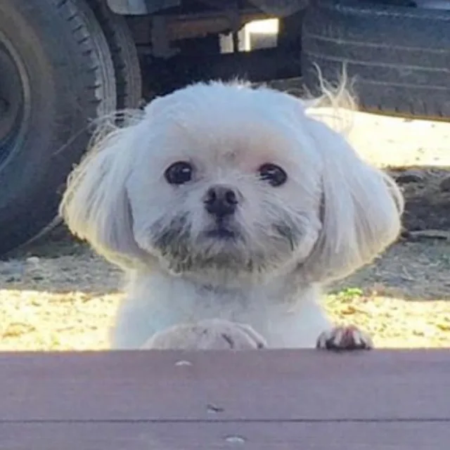 딩이