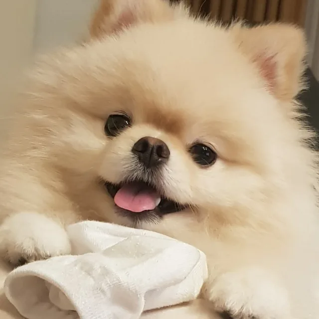 졸린스