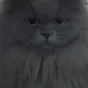 앨비아