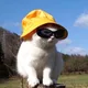 쵸코