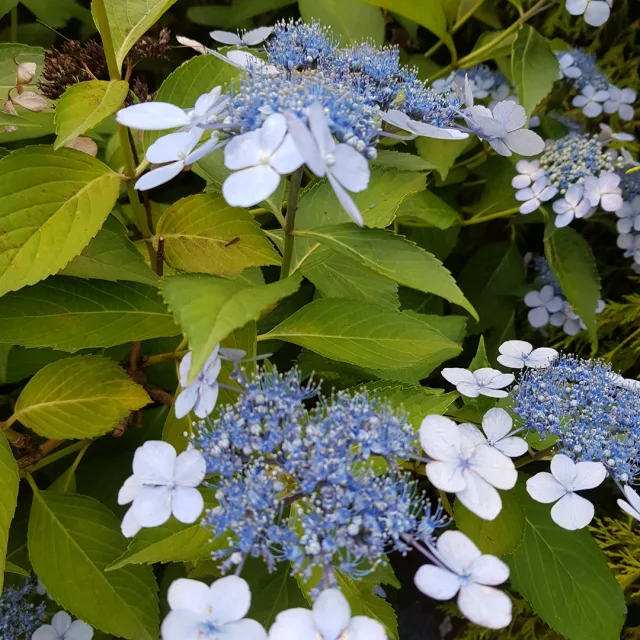 프리덤