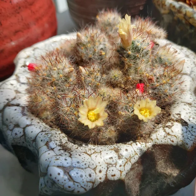 새침데기