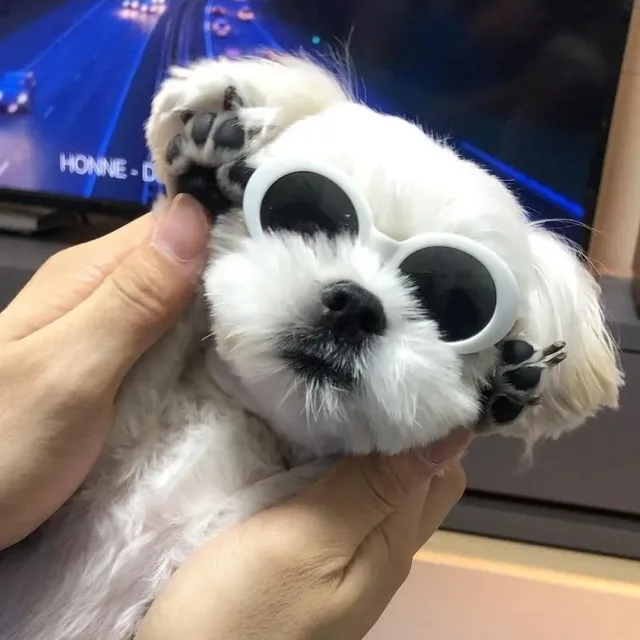 예니닌