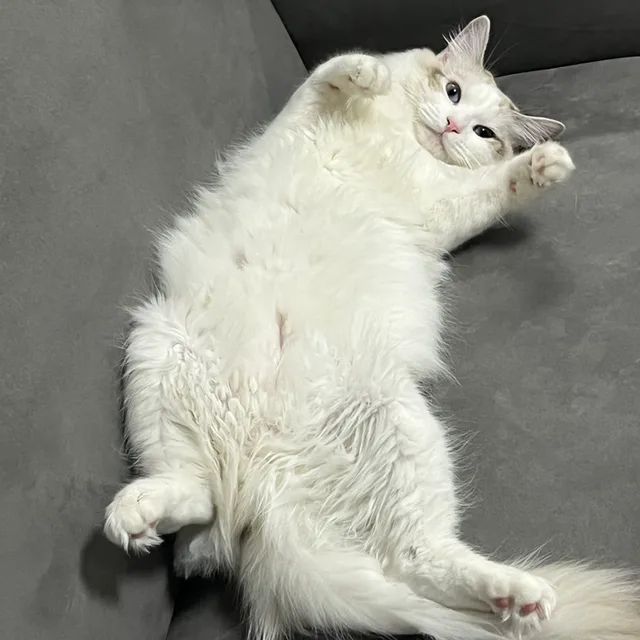 타루