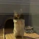 봉구봉봉