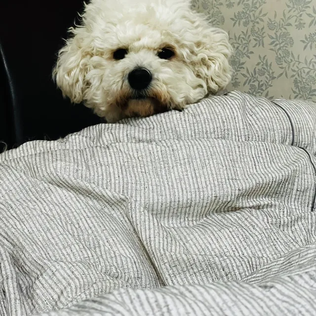 호두