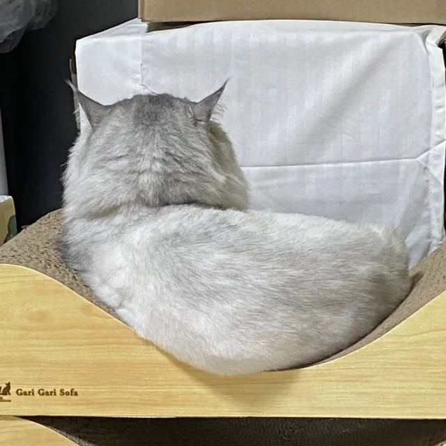 솜이