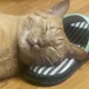 랑이