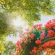 퓨리