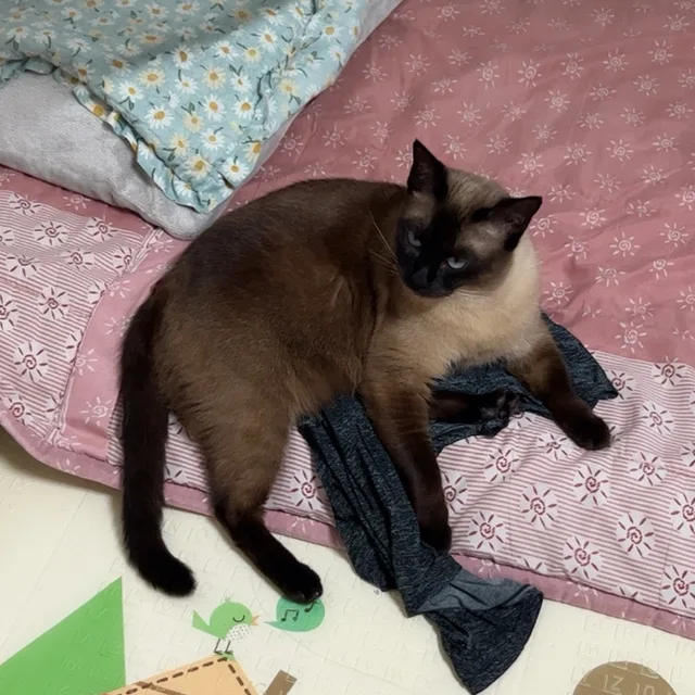 레이스