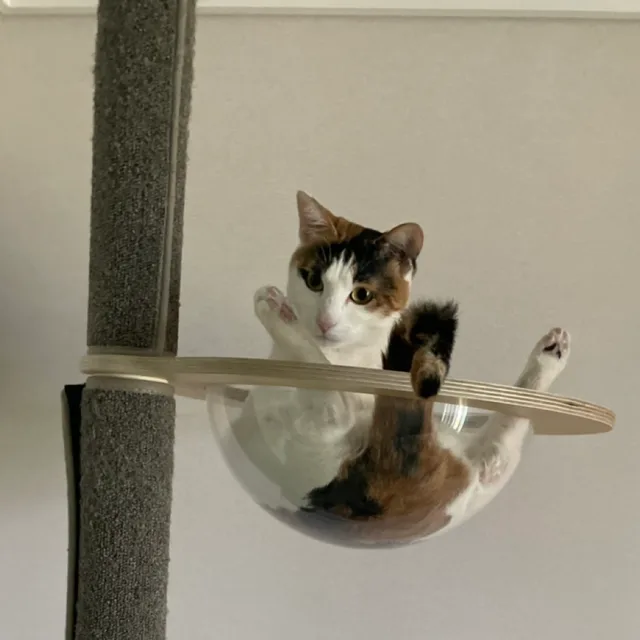 오동동이