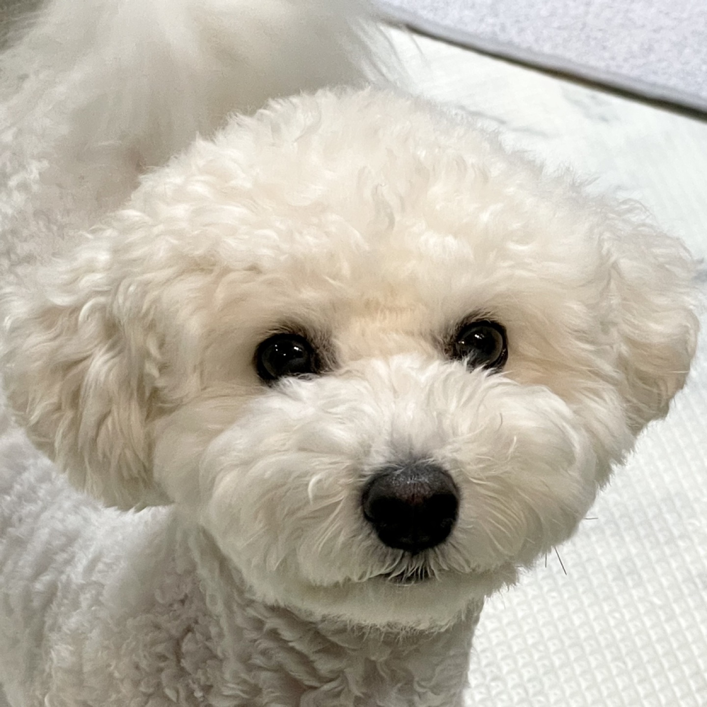 찐감자