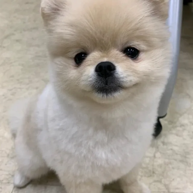 하얀순례자