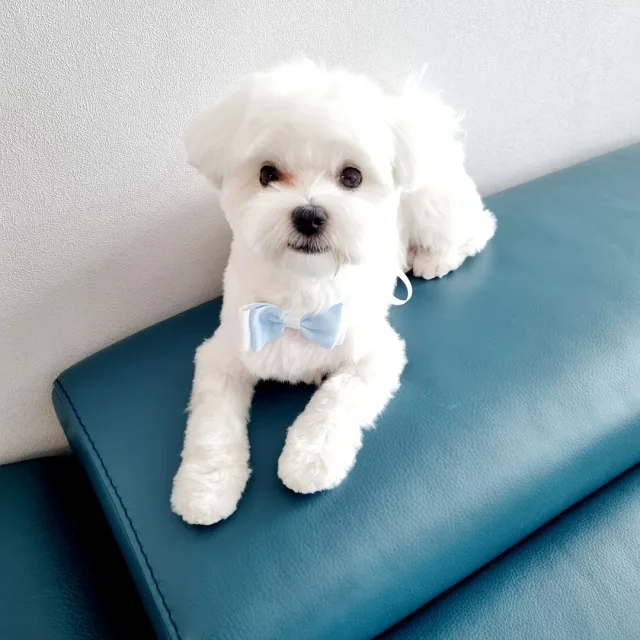뭉이