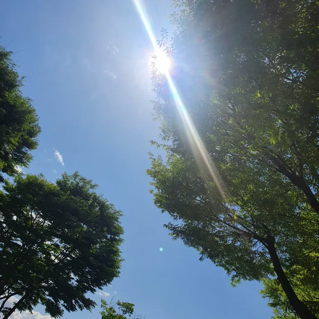 코코보리네