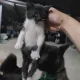 새벽에고양이