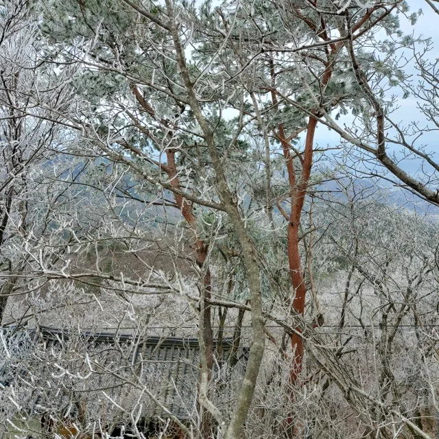 소나무