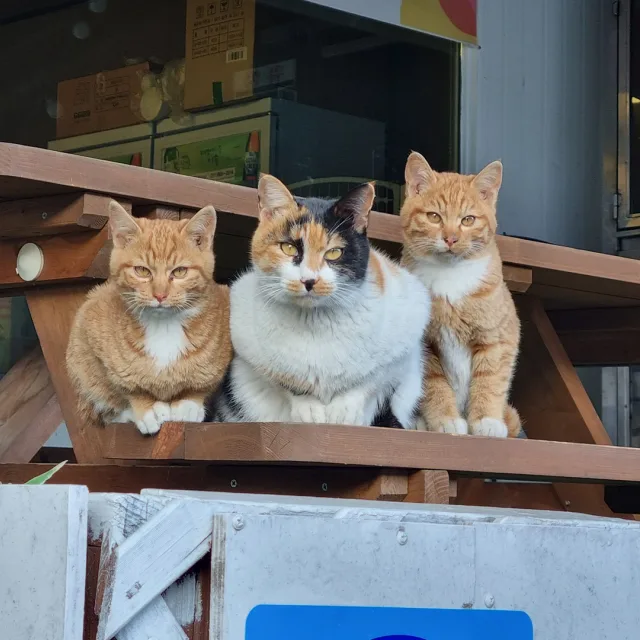 보노보노