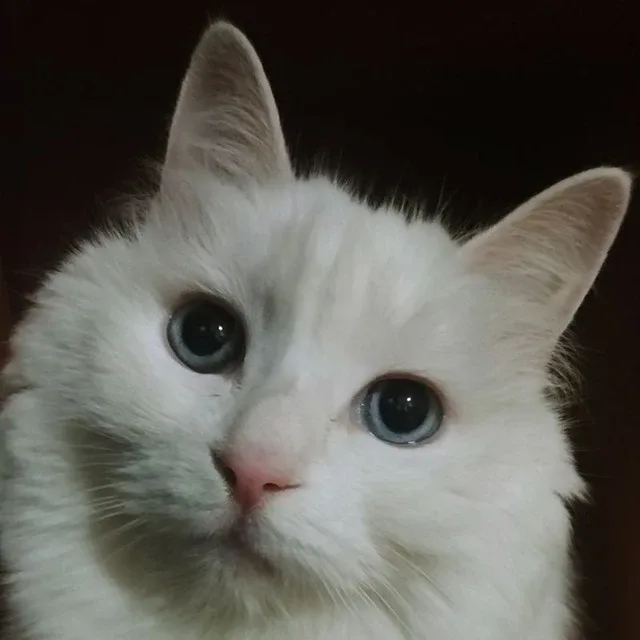 집돌