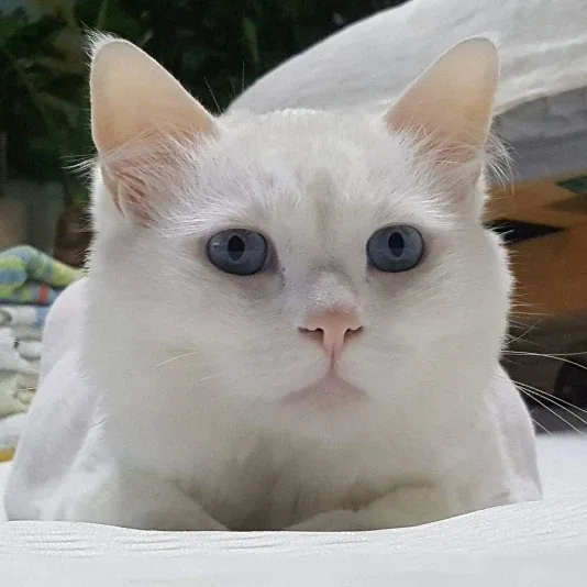 2847