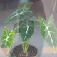 토끼