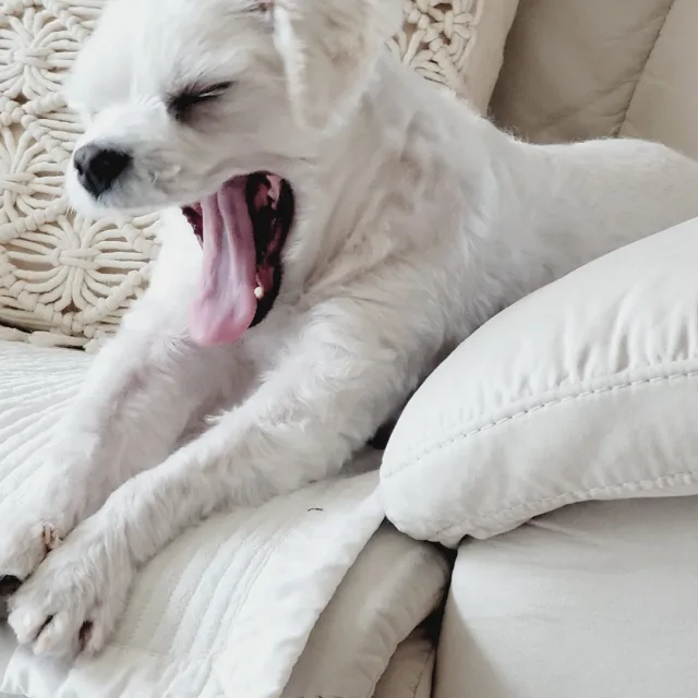설이야o멍멍